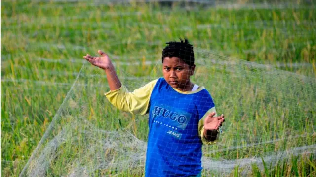 কেনিয়ার একটি ধান ক্ষেত পোকামুক্ত রাখতে জাল পাতা হচ্ছে