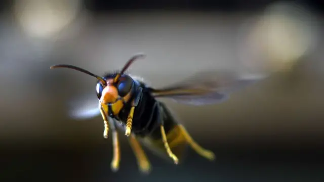 A large Asian Hornet