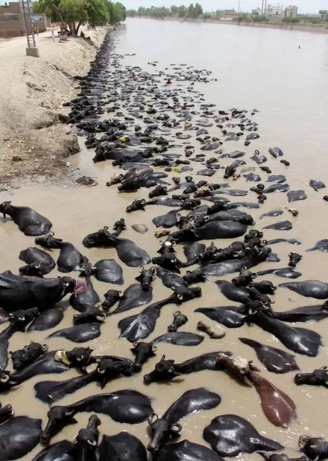 Vacas se refrescamo'que é freebetlagoo'que é freebetmeio a ondao'que é freebetcalor no Paquistão