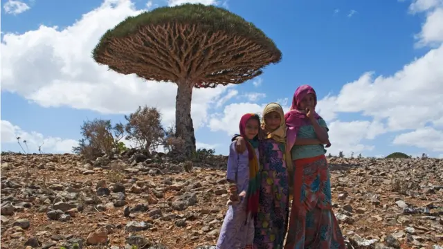 Niñas junto a un árbol dragón