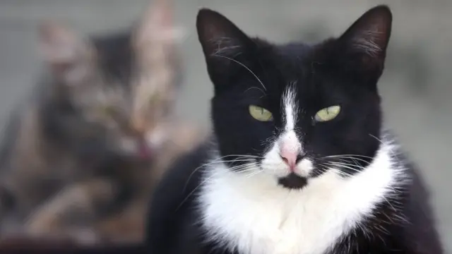Kedi Kadın Gıdıklama Porno Porn Videos | fotovisionerotr.top Kedi Kadın Gıdıklama Porno Porn Videos | fotovisionerotr.top