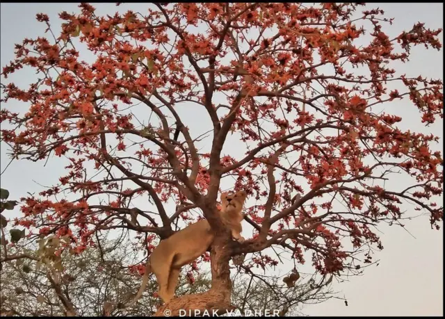 વૃક્ષ પર સિંહ