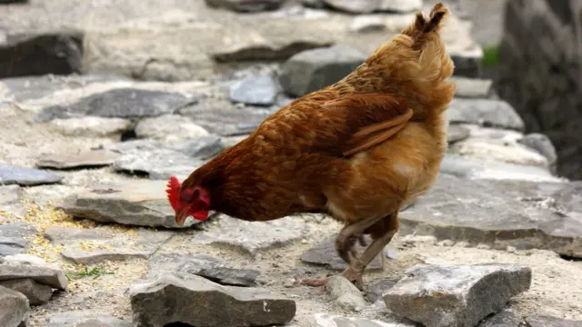 Курица на каменной стене