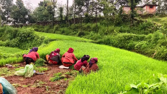 धानको ब्याडमा काम गर्दै एक कृषक