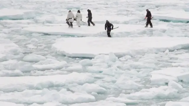 صيد حيوانات الفقمة في النرويج يواجه خطر الاندثار