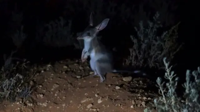 сумчасті тварини