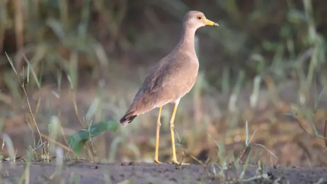 जलपक्षी