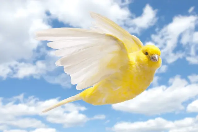 Canario en pleno vuelo