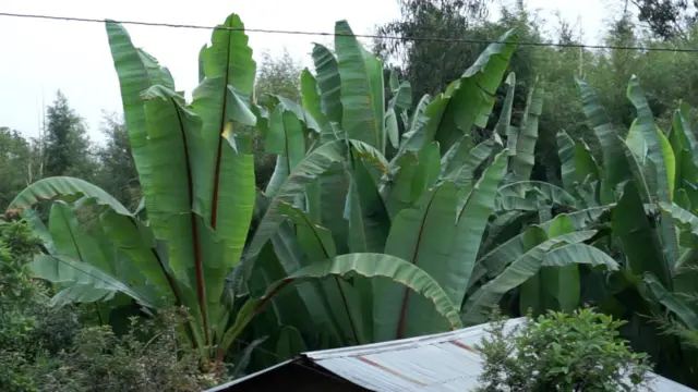 እንሰት በኢትዮጵያ ለ20 ሚሊዮን ሰዎች በምግብነት ያገለግላል።