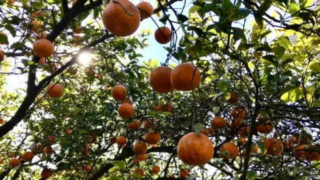 کینو کے باغ