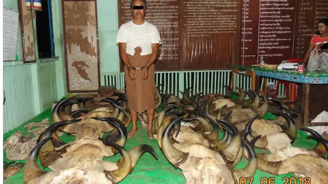 သားရဲတိရစ္ဆာန်ထွက်ပစ္စည်း မှောင်ခိုရောင်းဝယ်သူတွေကိုဖမ်းမိထား