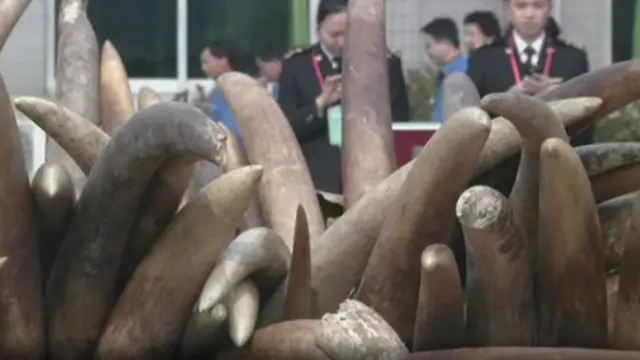 யானைத் தந்தங்கள்