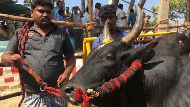 ஜல்லிக்கட்டு