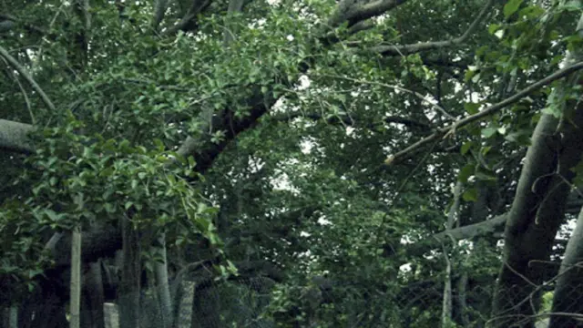 थिम्मम्मा मारिमनु