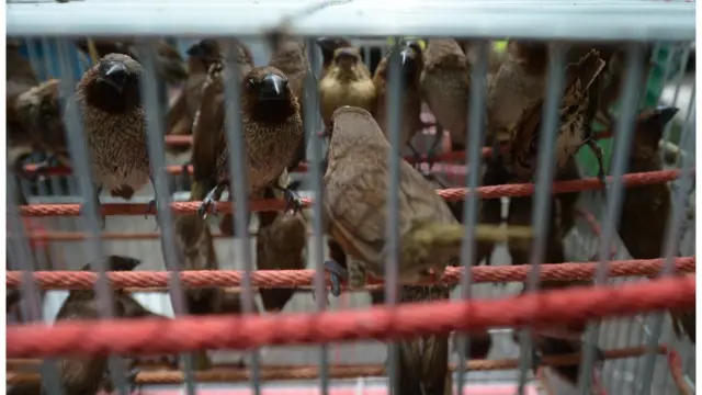 นกกระติ๊ดอยู่ในกรง