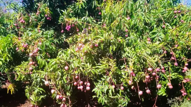 ሃረጉ ማሳ ላይ ካፈሩ የማንጎ ዛፎች መካከል