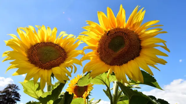 Por qué los girasoles siguen al Sol y de un momento a otro dejan de  hacerlo? - BBC News Mundo