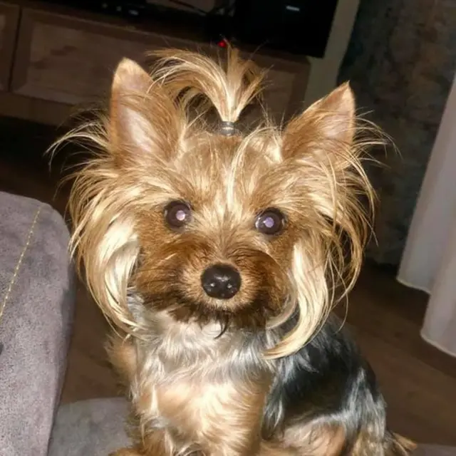 Кармен x Art порно