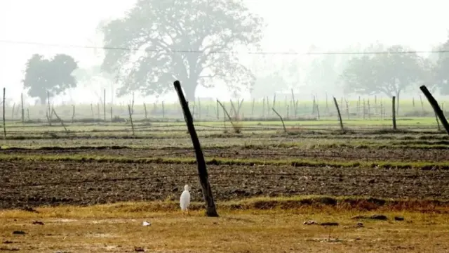 पीकाच्या संरक्षणासाठी लावलेलं काटेरी कुंपण