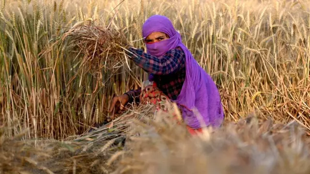 ભારતે ઘઉંના નિકાસ પર પ્રતિબંધ લાદ્યો છે