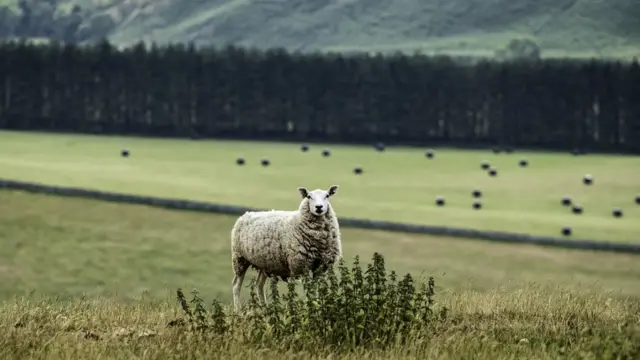 Овца у куста крапивы на пастбище