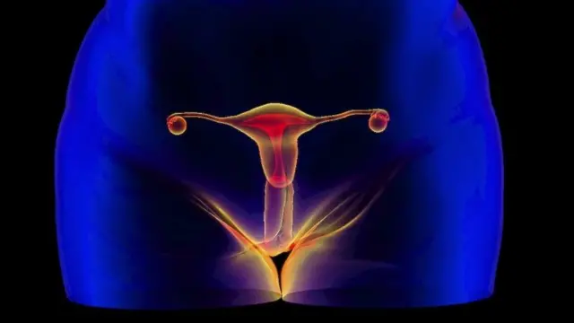 Female reproductive organs, illustration