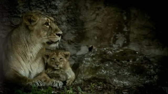 પાછલાં બે વર્ષમાં ગુજરાતમાં 142 બાળસિંહો સહત 283નાં મૃત્યુ થયાં હતાં. આ મૃત્યુમાં કુદરતી અને અકુદરતી મૃત્યુના કિસ્સા સામેલ છે