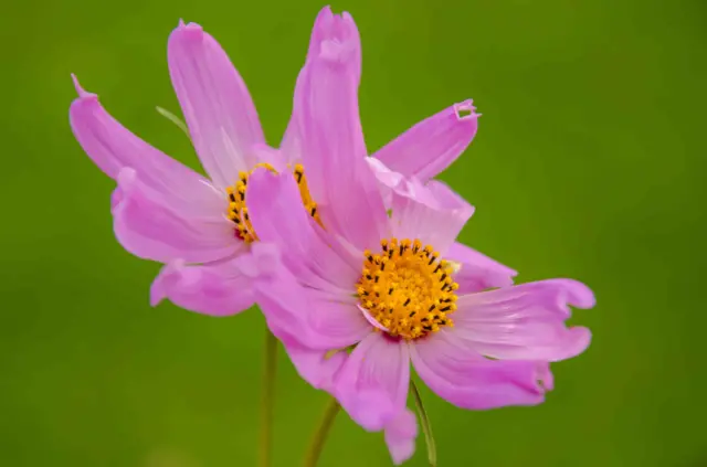 நந்தகுமார்