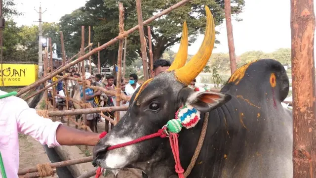 வாடிவாசல் வழி காளைகளை விட காத்திருக்கும் காளை மாடுகள் & மாடு வளர்ப்பவர்கள்