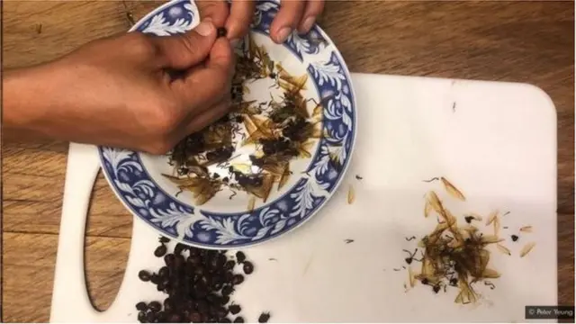 मुंग्यांची चटणी