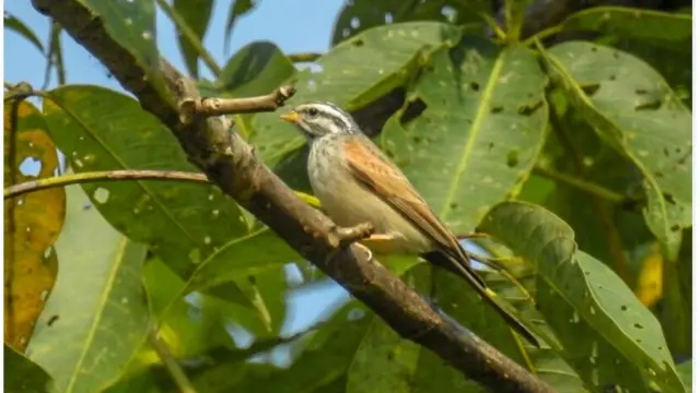 स्काइलार्क