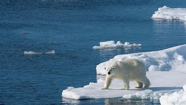 বরফ গলতে থাকায় পোলার বিয়ার বা উত্তর মেরুর শ্বেত ভালুকের অস্তিত্ব বিপন্ন হয়ে পড়ছে।