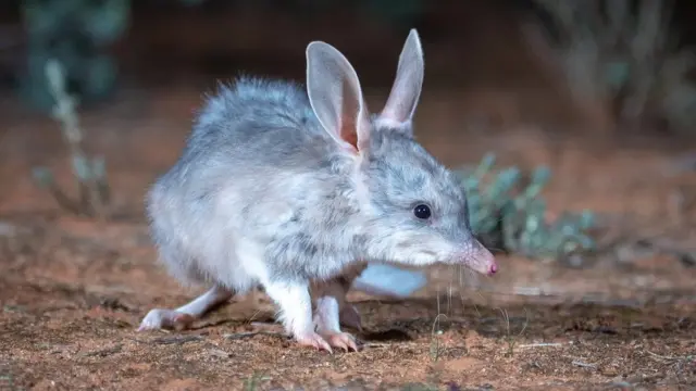 Salah satu marsupial yang paling dicintai di negara ini, bilby dikenal sebagai "Kelinci Paskah Australia".