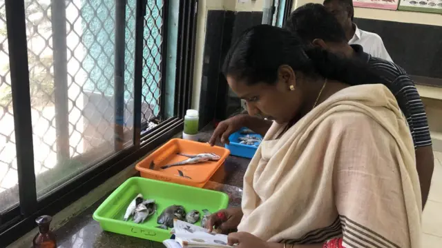 மன்னார் வளைகுடா