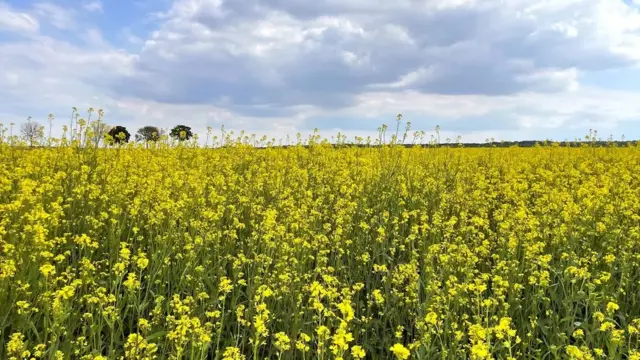 부르고뉴 지역에선 오랫동안 겨자씨를 포도덩굴과 함께 심었다