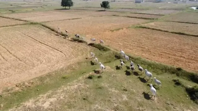 పొలాలలో తిరుగుతున్న అనాథ పశువులు