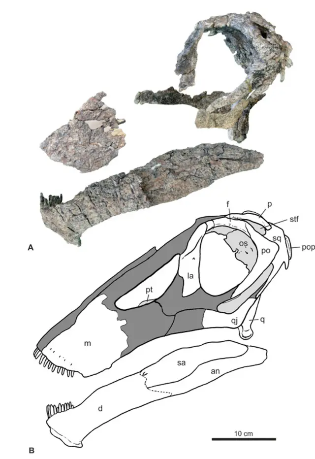 Ilustração mostrando as partes encontradas do Bajadosaurus, dinossauro descoberto na Argentina, e como elas se encaixam1xbet aviatorum diagrama1xbet aviatorcrânio