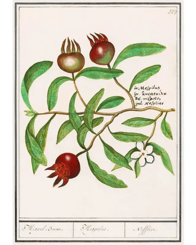 Chaque fruit de nèfle contient quatre ou cinq gros noyaux.