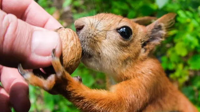 Білка в Україні