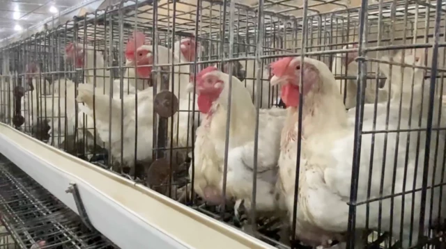 ਮੁਰਗੀਆਂ