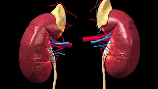 मिर्गौला