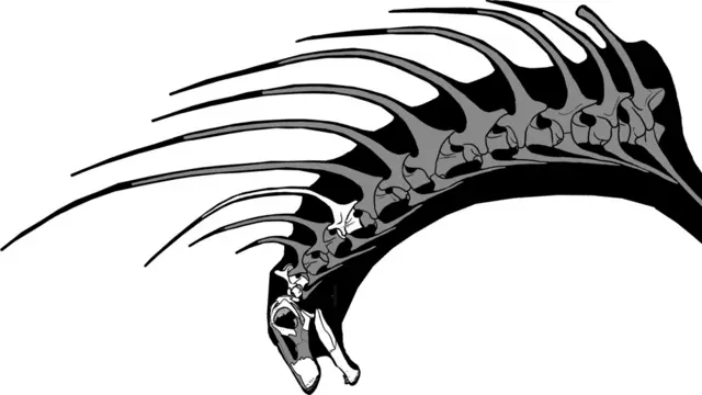 Ilustración que muestra las espinas como proyecciones de las vértebras