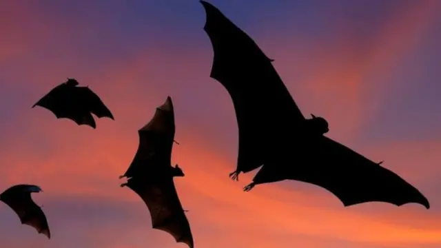 Жарганаттар