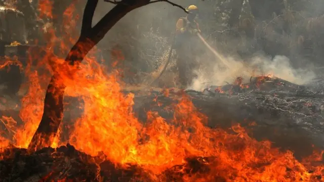 जंगल में लगी आग