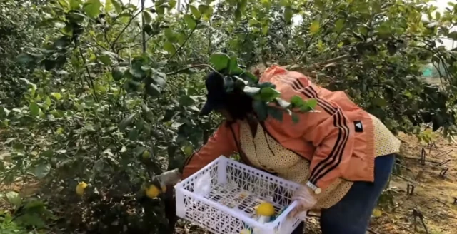 ਮੋਨਿਕਾ ਢਾਕਾ