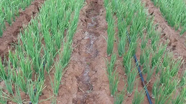 சின்ன வெங்காய ஏற்றுமதி அதிகரிப்பு