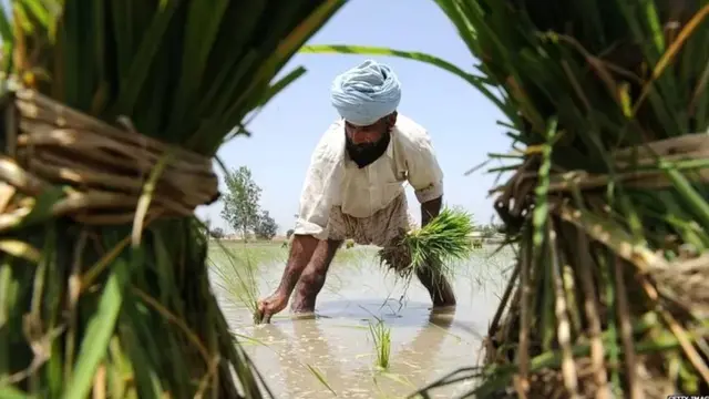 ਝੋਨੇ ਦੀ ਸਿੱਧੀ ਬਿਜਾਈ