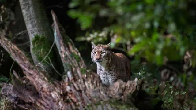 El lince balcánico vive en un área que cruza las fronteras de Albania, Kosovo, Macedonia del Norte y Montenegro.