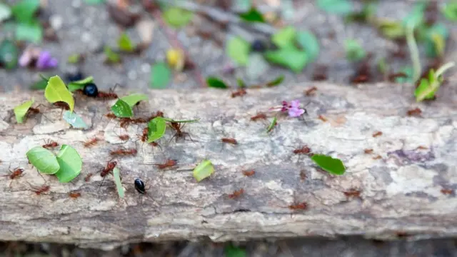 Муравьи-листорезы живут в длинных подземных тоннелях