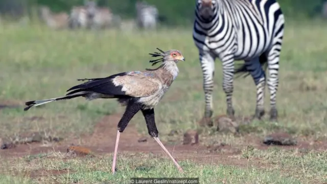 Shimbir iyo Dameer-Farow